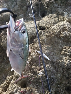 スマガツオの釣果