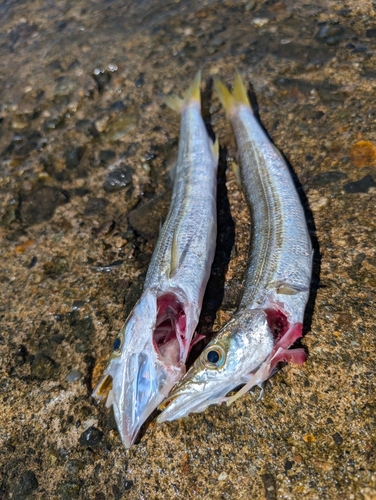 カマスの釣果