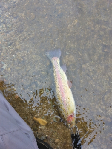 ニジマスの釣果