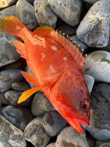 アカハタの釣果