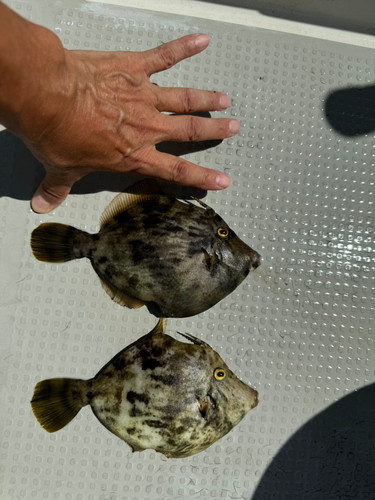 カワハギの釣果