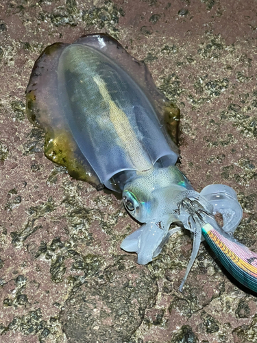 アオリイカの釣果