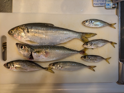 サバの釣果