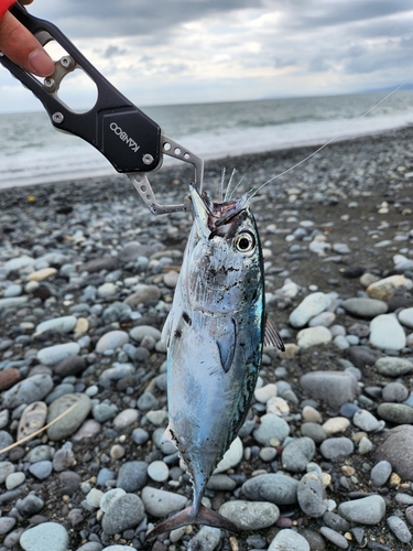 スマガツオの釣果