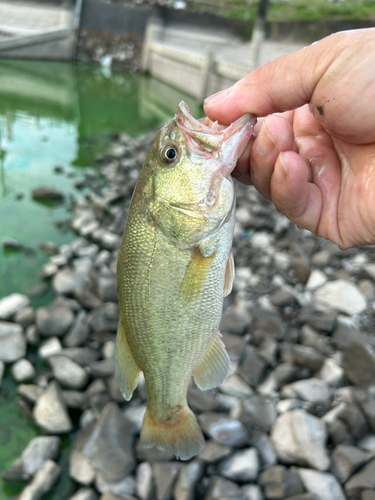 ラージマウスバスの釣果