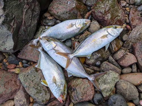 ネリゴの釣果