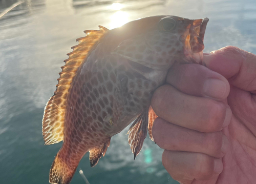 オオモンハタの釣果