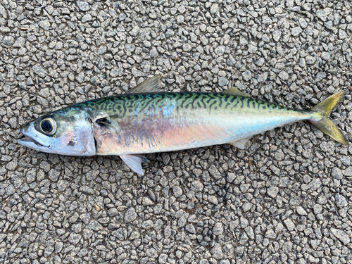 サバの釣果