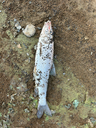 ニゴイの釣果