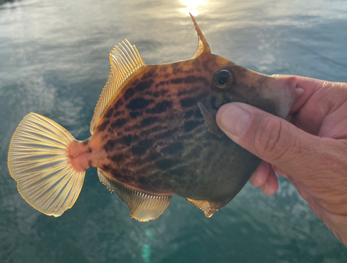 カワハギの釣果