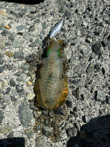 泉佐野食品コンビナート