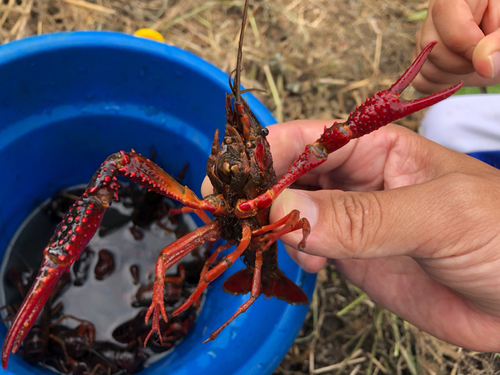 アメリカザリガニの釣果