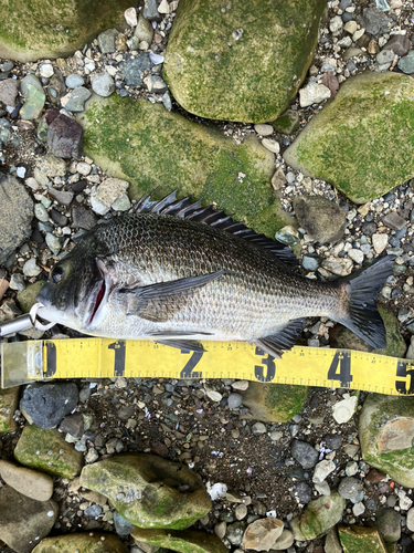 クロダイの釣果