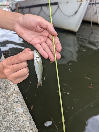 ウグイの釣果