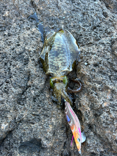 アオリイカの釣果