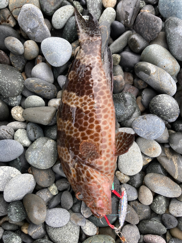 オオモンハタの釣果