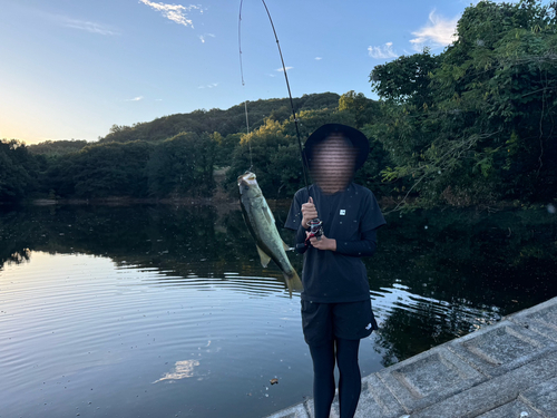 ブラックバスの釣果