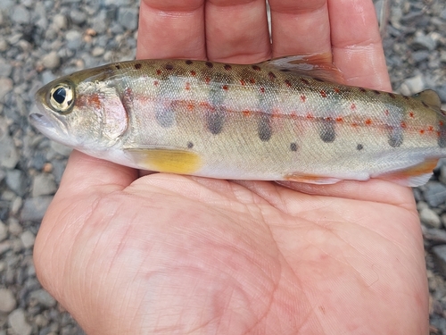 アマゴの釣果