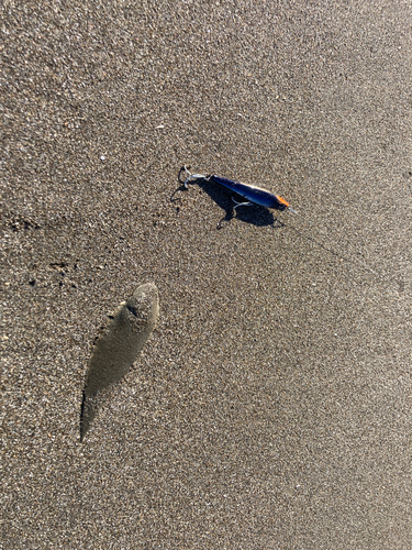 シタビラメの釣果