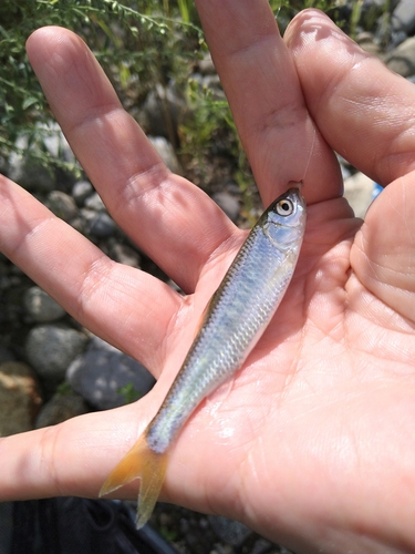 オイカワの釣果