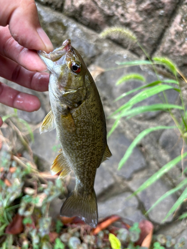 スモールマウスバスの釣果