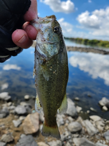 ラージマウスバスの釣果