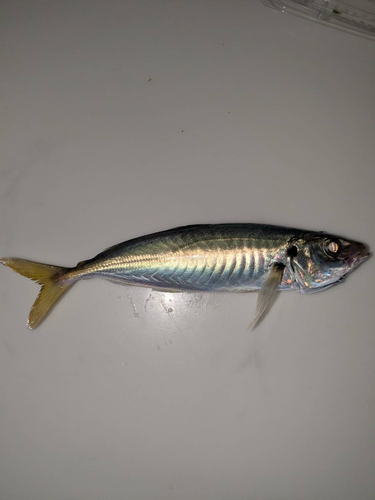 マルアジの釣果