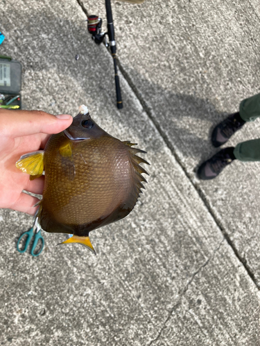 シラコダイの釣果