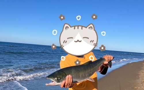 サケの釣果