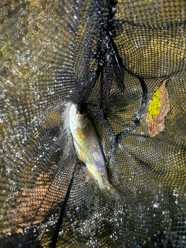 ニジマスの釣果