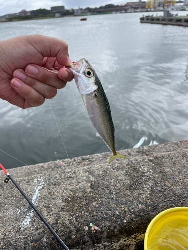 サバの釣果