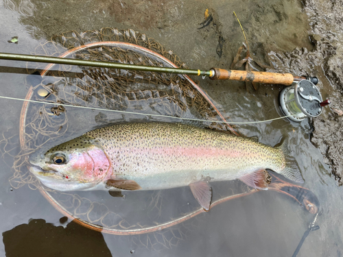 ニジマスの釣果