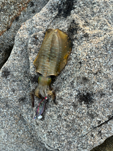 アオリイカの釣果