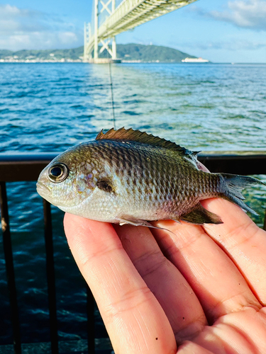 スズメダイの釣果