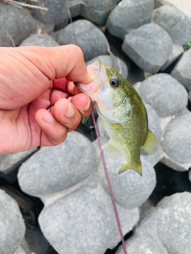 ラージマウスバスの釣果