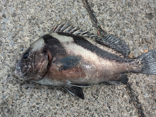 コショウダイの釣果