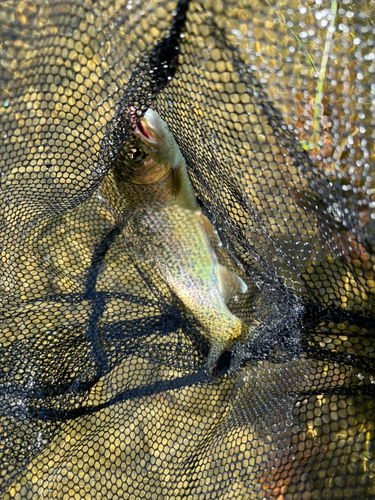 ニジマスの釣果