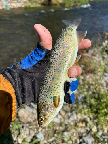 ニジマスの釣果