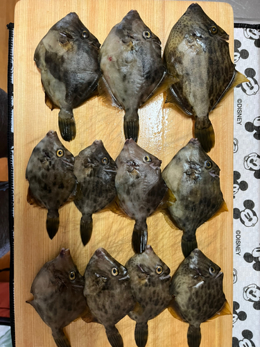 カワハギの釣果