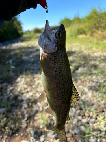 ニジマスの釣果