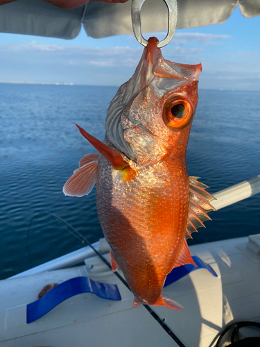 アカムツの釣果