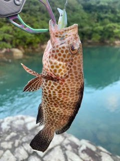 オオモンハタの釣果