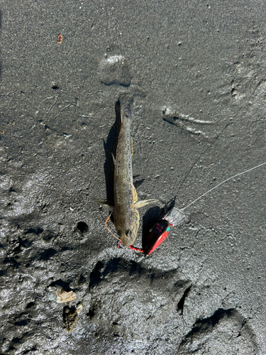 マハゼの釣果