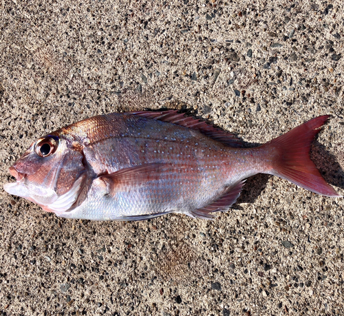 マダイの釣果