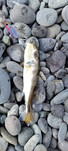 シロサバフグの釣果