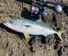 イナダの釣果