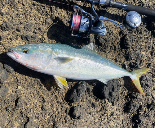 イナダの釣果