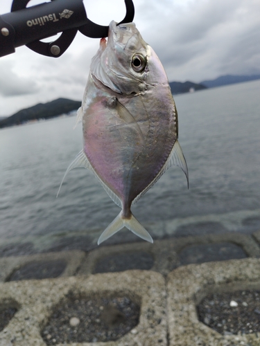 メッキの釣果