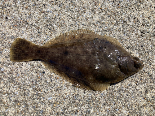 マコガレイの釣果