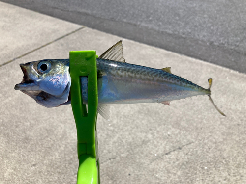 マサバの釣果